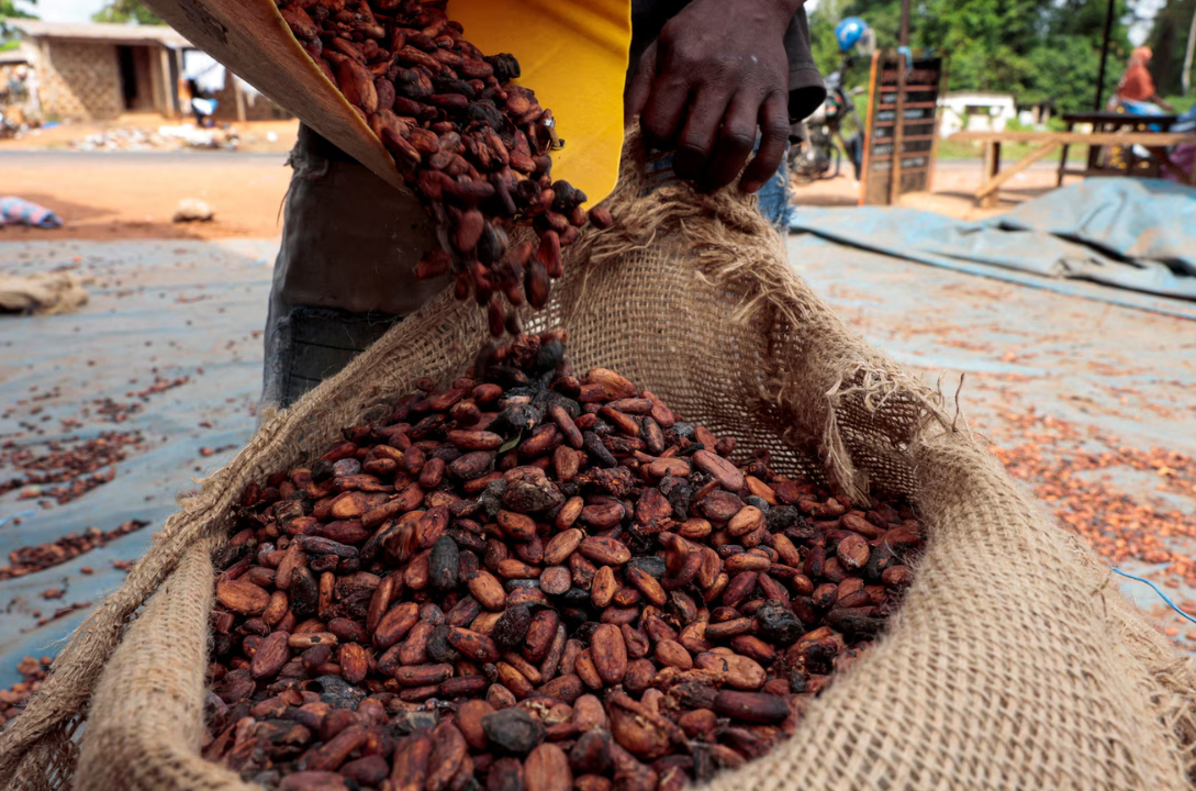 Cocoa Falls as Coffee Hits Fresh Low