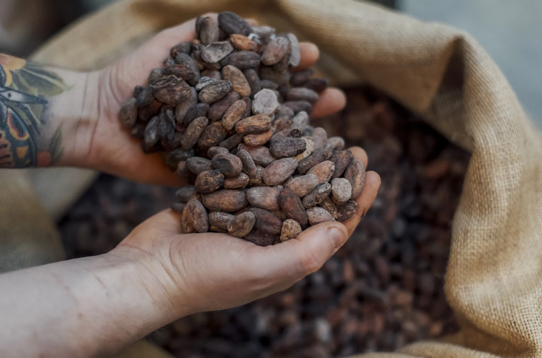 Cocoa Futures Surge as Supply Fears Return