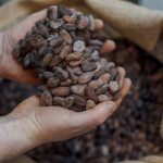 Cocoa Futures Surge as Supply Fears Return