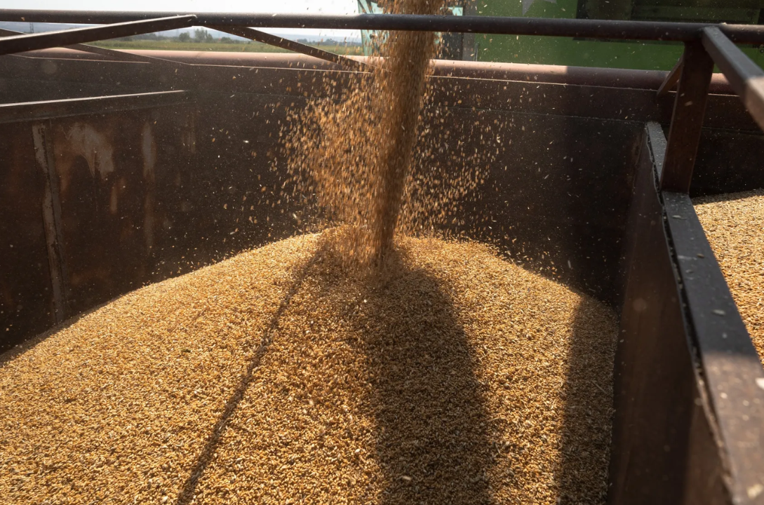 Futures market- wheat retreats after rally