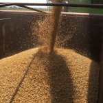 Futures market- wheat retreats after rally