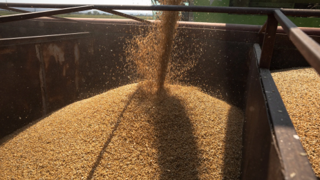 Futures market- wheat retreats after rally