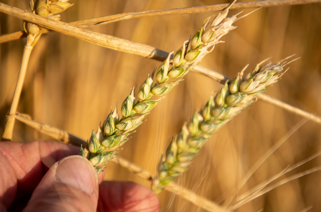 Wheat futures fall as traders take profits