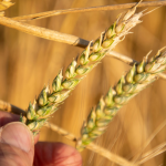 Wheat futures fall as traders take profits