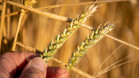 Wheat futures fall as traders take profits