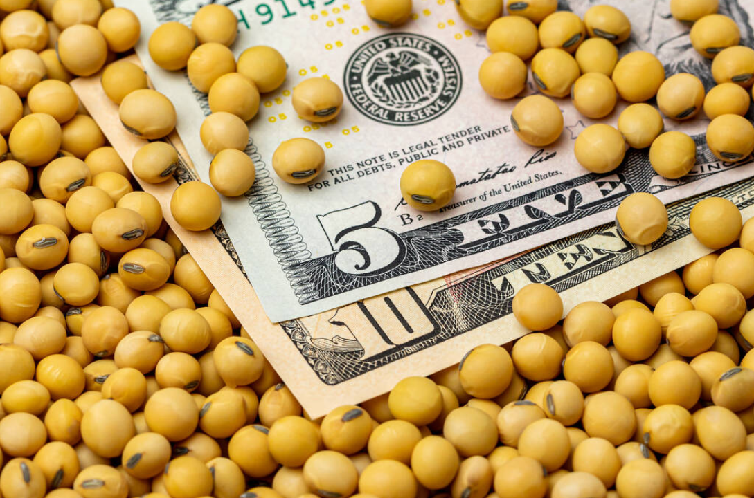 CBOT Soybeans Fall as Strong Dollar Pressures Grains