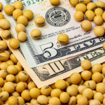 CBOT Soybeans Fall as Strong Dollar Pressures Grains