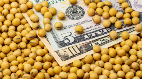 CBOT Soybeans Fall as Strong Dollar Pressures Grains