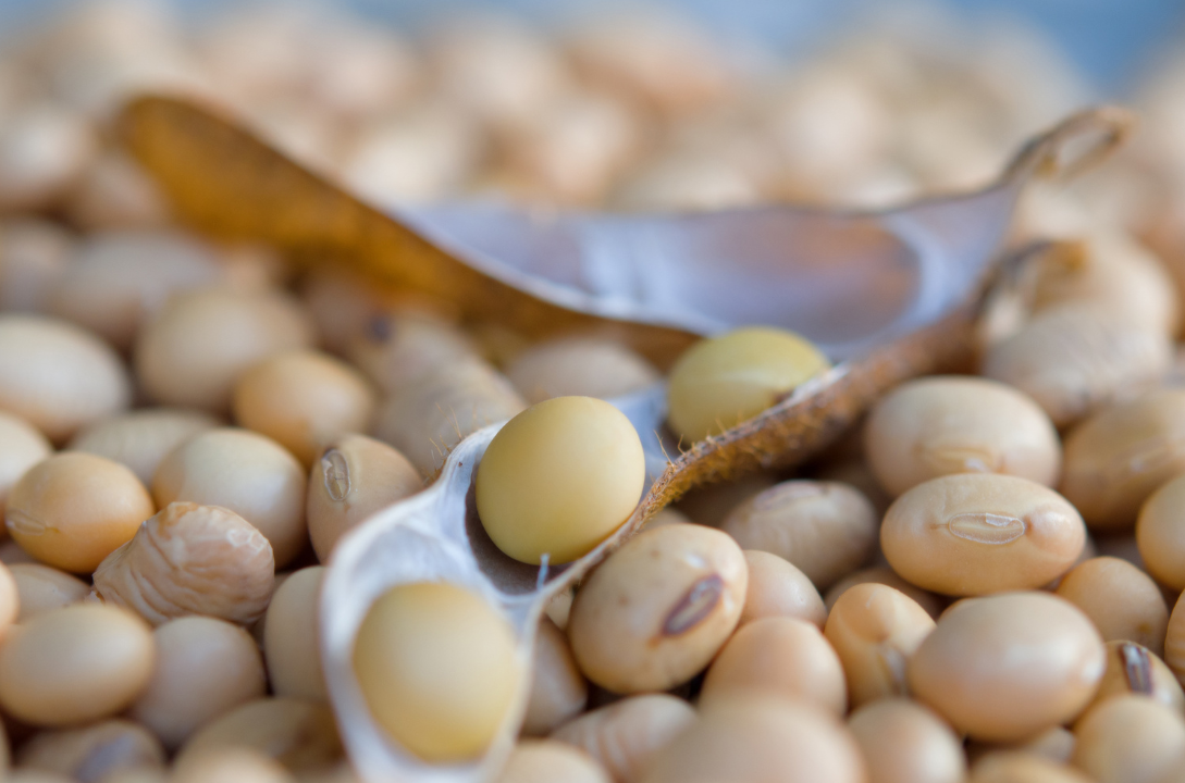 CBOT soybean futures rebound from four-month lows as traders assess crop weather, crude oil and soyoil stocks