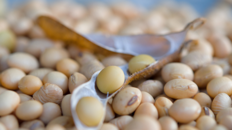 CBOT soybean futures rebound from four-month lows as traders assess crop weather, crude oil and soyoil stocks