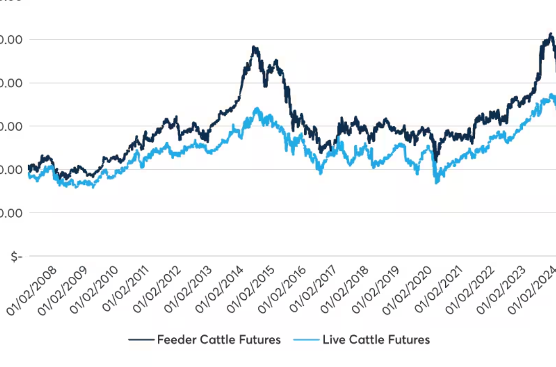 CME Cattle Futures Rise on Screwworm Supply Risk