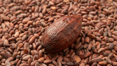 Cocoa Hits Three-Week High as El Niño Risks Rise
