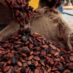 Coffee Slips as Super El Niño Risks Drive Volatility
