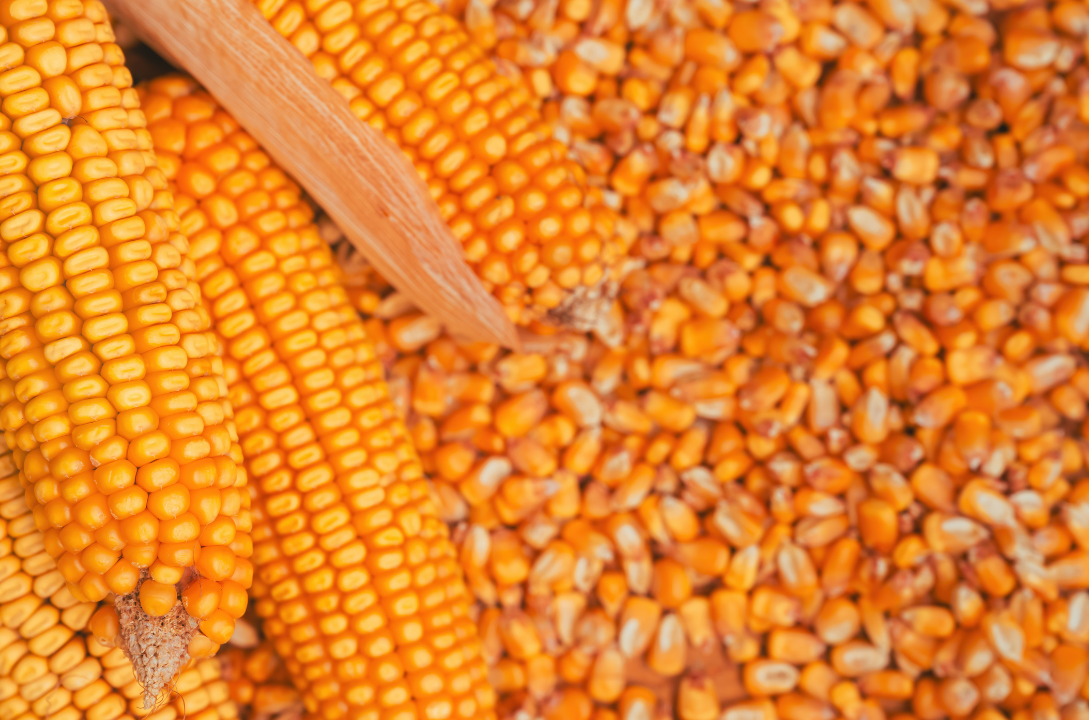 Soybeans and Corn Rise as Crude Oil Firms