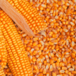 Soybeans and Corn Rise as Crude Oil Firms