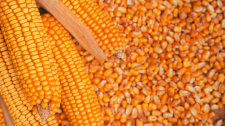 Soybeans and Corn Rise as Crude Oil Firms