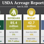 CBOT Corn and Soybeans Fall Before USDA Reports