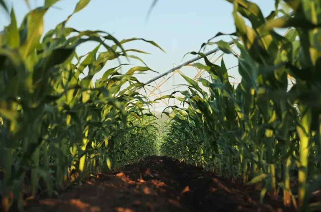Chicago Grains Drift Ahead of USDA Reports