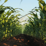 Chicago Grains Drift Ahead of USDA Reports