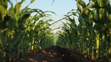 Chicago Grains Drift Ahead of USDA Reports