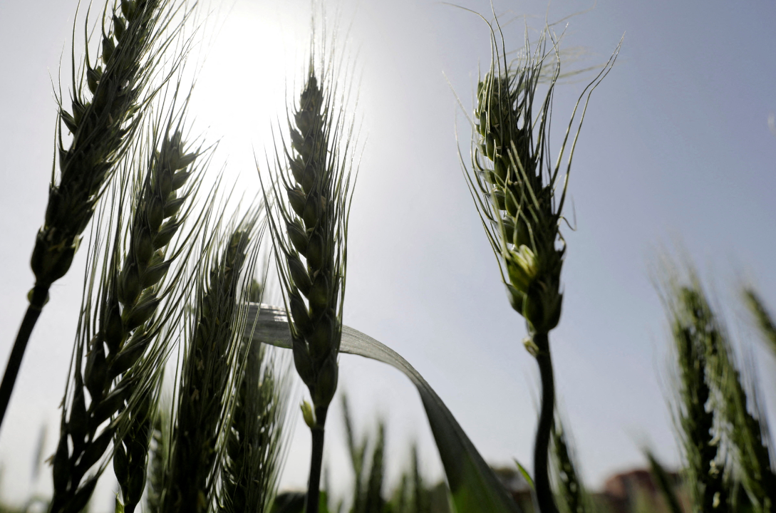 Wheat Futures Surge on Ukraine War Supply Risks