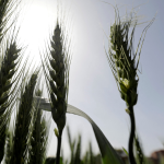 Wheat Futures Surge on Ukraine War Supply Risks