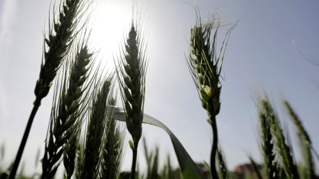 Wheat Futures Surge on Ukraine War Supply Risks