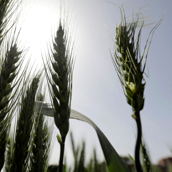Wheat Futures Surge on Ukraine War Supply Risks